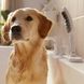 Душевая лейка для собак HANSGROHE DogShower с кнопкой 280x63мм пластиковая белая 26640700 11 из 12